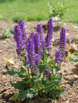 May Night Meadow Sage