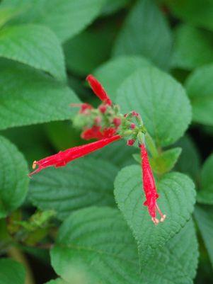 Pineapple Sage