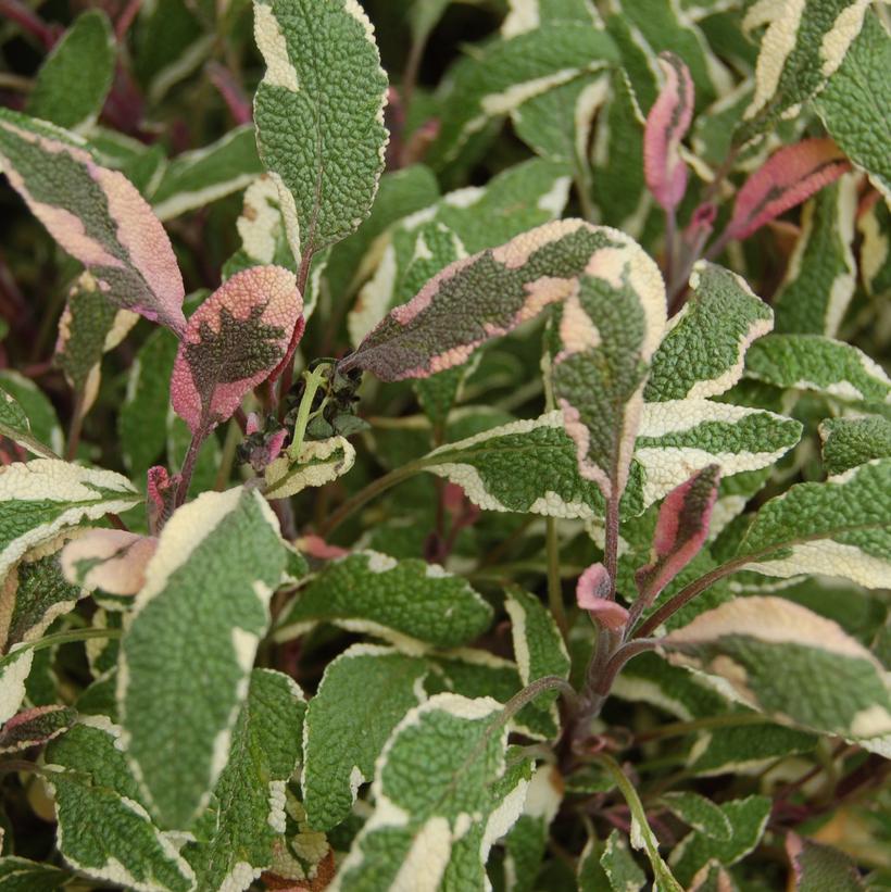 Tricolor Sage