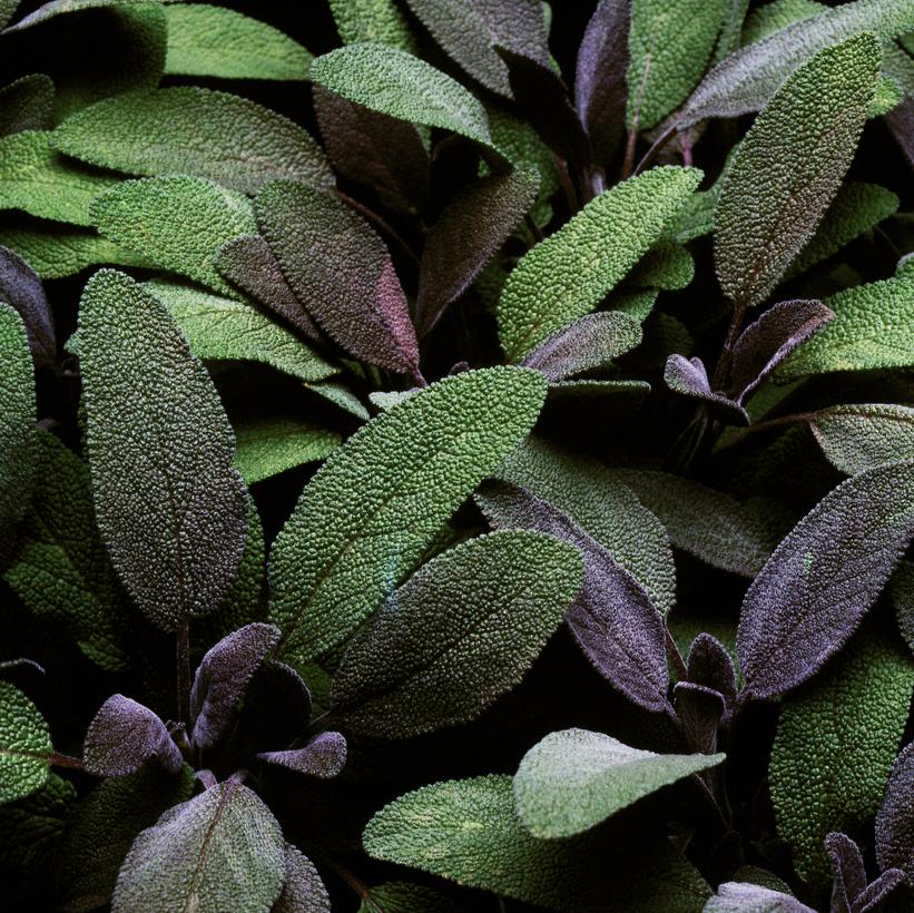 Purple Sage