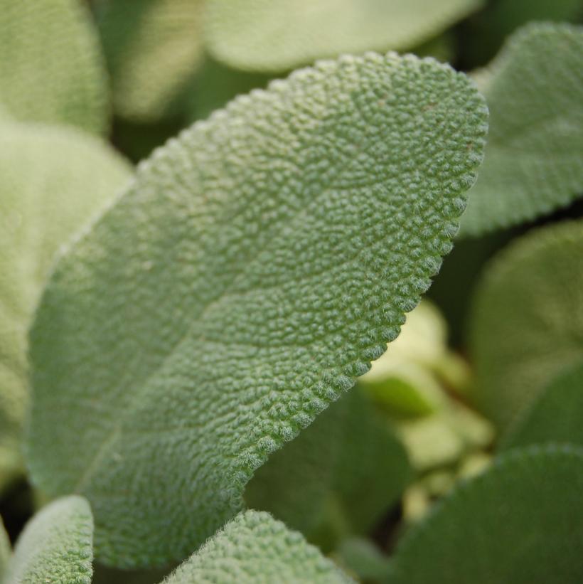 Garden Sage