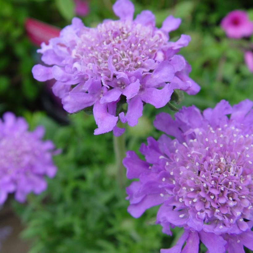 Butterfly Blue Pincushion Flower