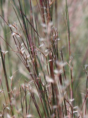 Prairie Blues Little Bluestem