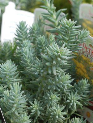 Blue Spruce Stonecrop