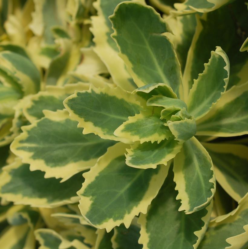 Autumn Charm™ Stonecrop