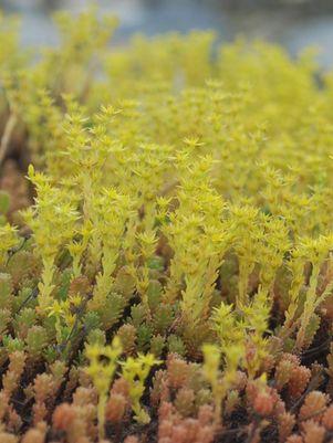 Creeping Stonecrop