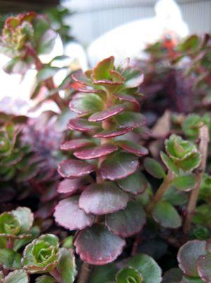 Blaze Creeping Sedum