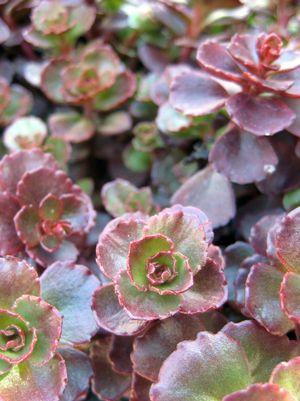 Fulda Glow Sedum