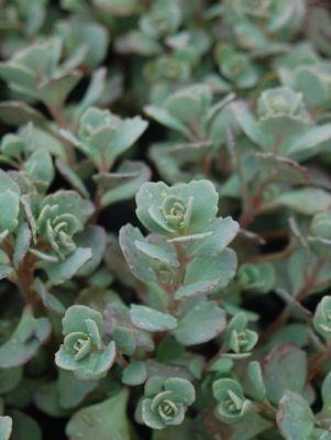 Lidakense Stonecrop