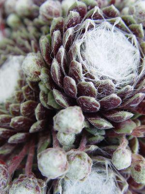 Cobweb Hens & Chicks