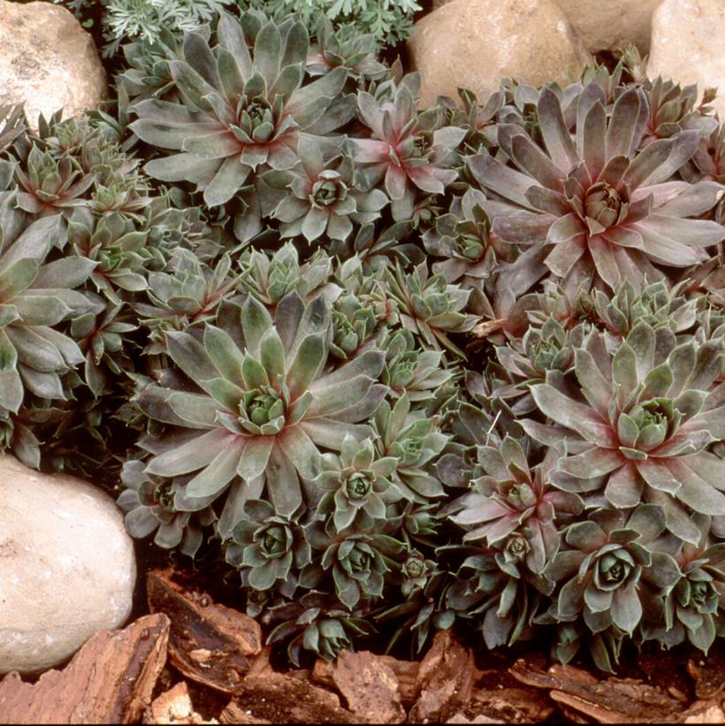 Purple Beauty Hens & Chicks