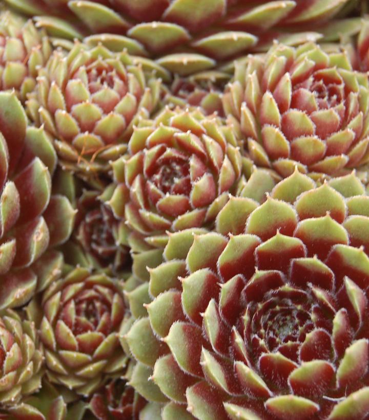 Piloseum Hens & Chicks