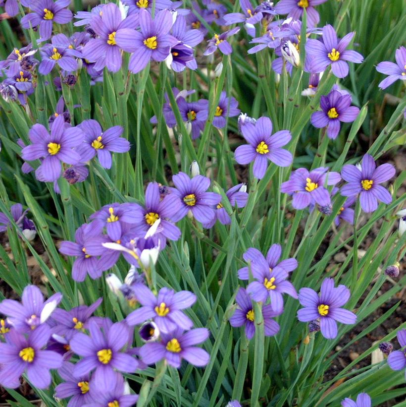 Lucerne Blue-Eyed Grass