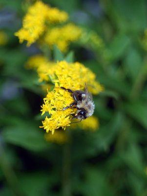 Fireworks Goldenrod