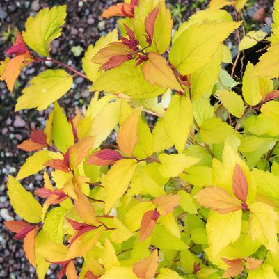 Goldflame Spirea