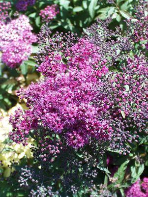 Anthony Waterer Spirea