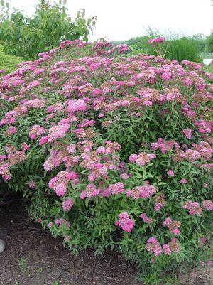 Neon Flash Spirea