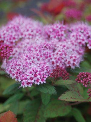 Double Play® Big Bang™ Spirea