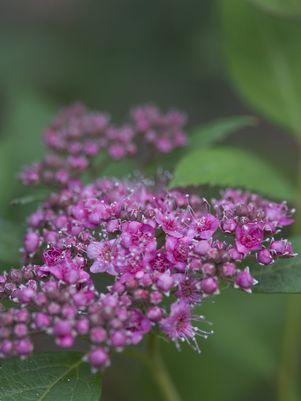 Double Play® Artisan® Spirea