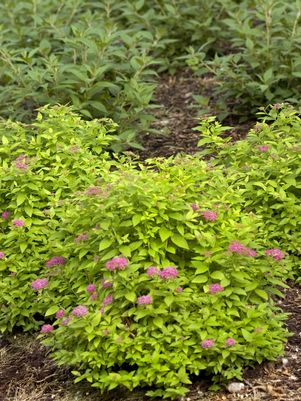 Double Play® Gold Spirea