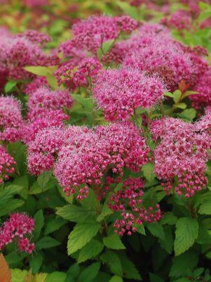 Magic Carpet Spiraea