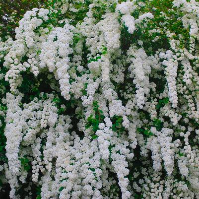 Snowmound Spirea