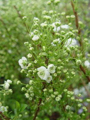 Bridalwreath Spirea