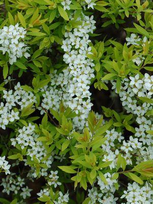 Mellow Yellow Spiraea