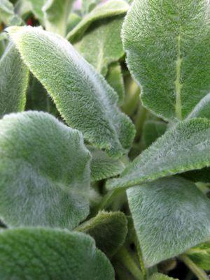 Silver Carpet Lambs Ears