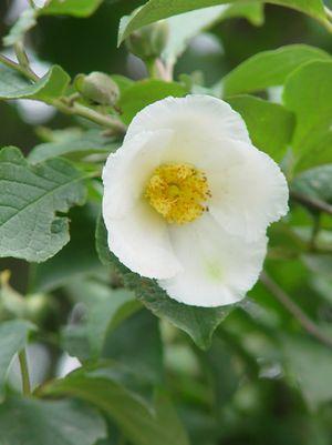 Japanese Stewartia