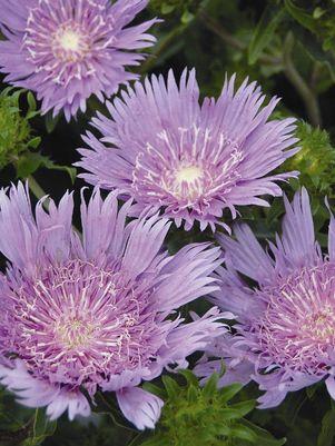 Peachies Pick Stokes’ Aster