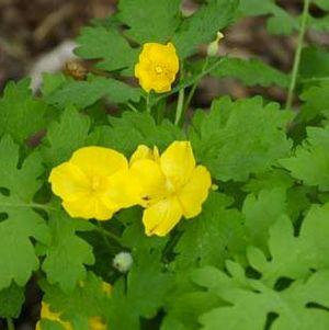 Celandine Poppy