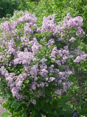 Dwarf Korean Lilac