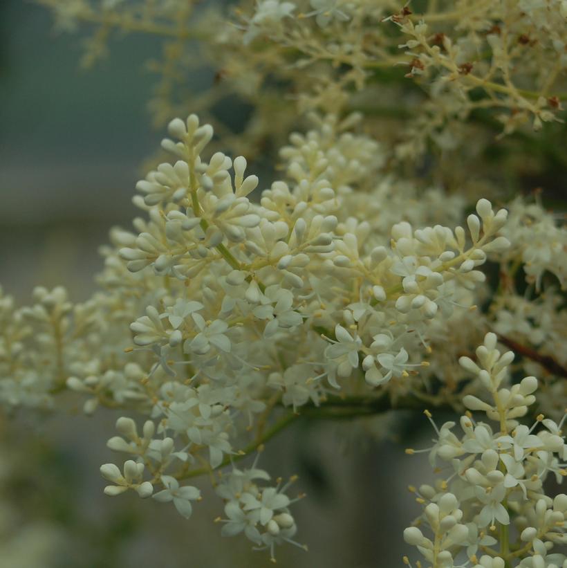 Snowdance Japanese Tree Lilac