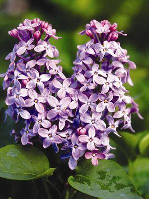 Prairie Petite Lilac