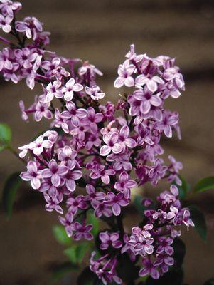 Lilac Sunday Chinese Lilac