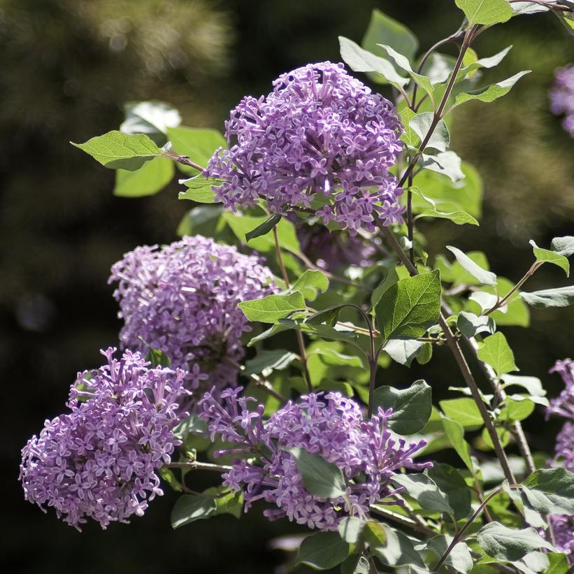 Bloomerang® Purple Reblooming Lilac