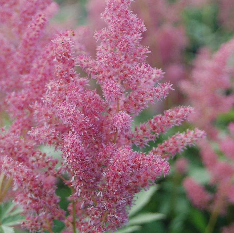 Rheinland Astilbe