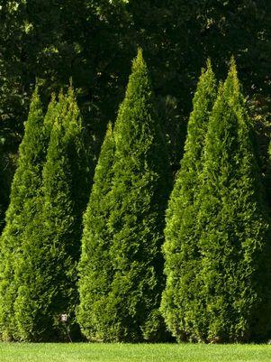 Emerald Green Arborvitae