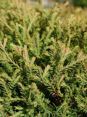 Mr. Bowling Ball® American Arborvitae