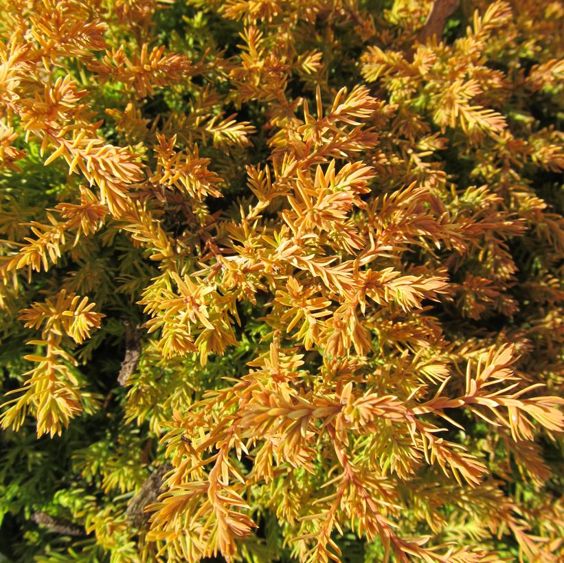 Rheingold Arborvitae