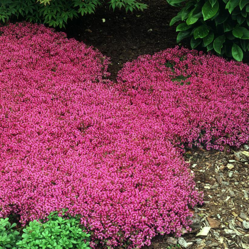 Coccineus Thyme