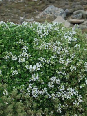 White Thyme