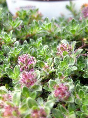 Pink Chintz Thyme