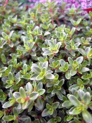 Purple Carpet Creeping Thyme