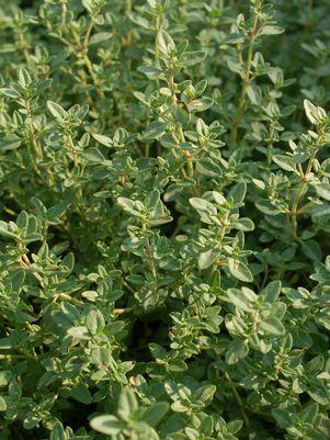 English Thyme