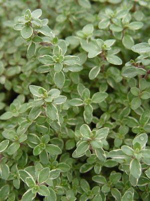 Silver Edged Thyme