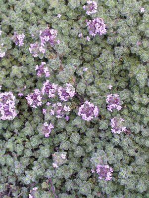 Wooly Thyme