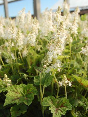 Running Tapestry Foamflower