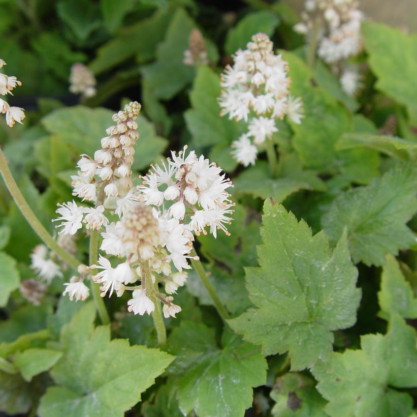 Foamflower